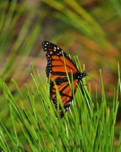 Orange wing monarch butterfly photo