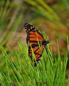 Orange wing monarch butterfly