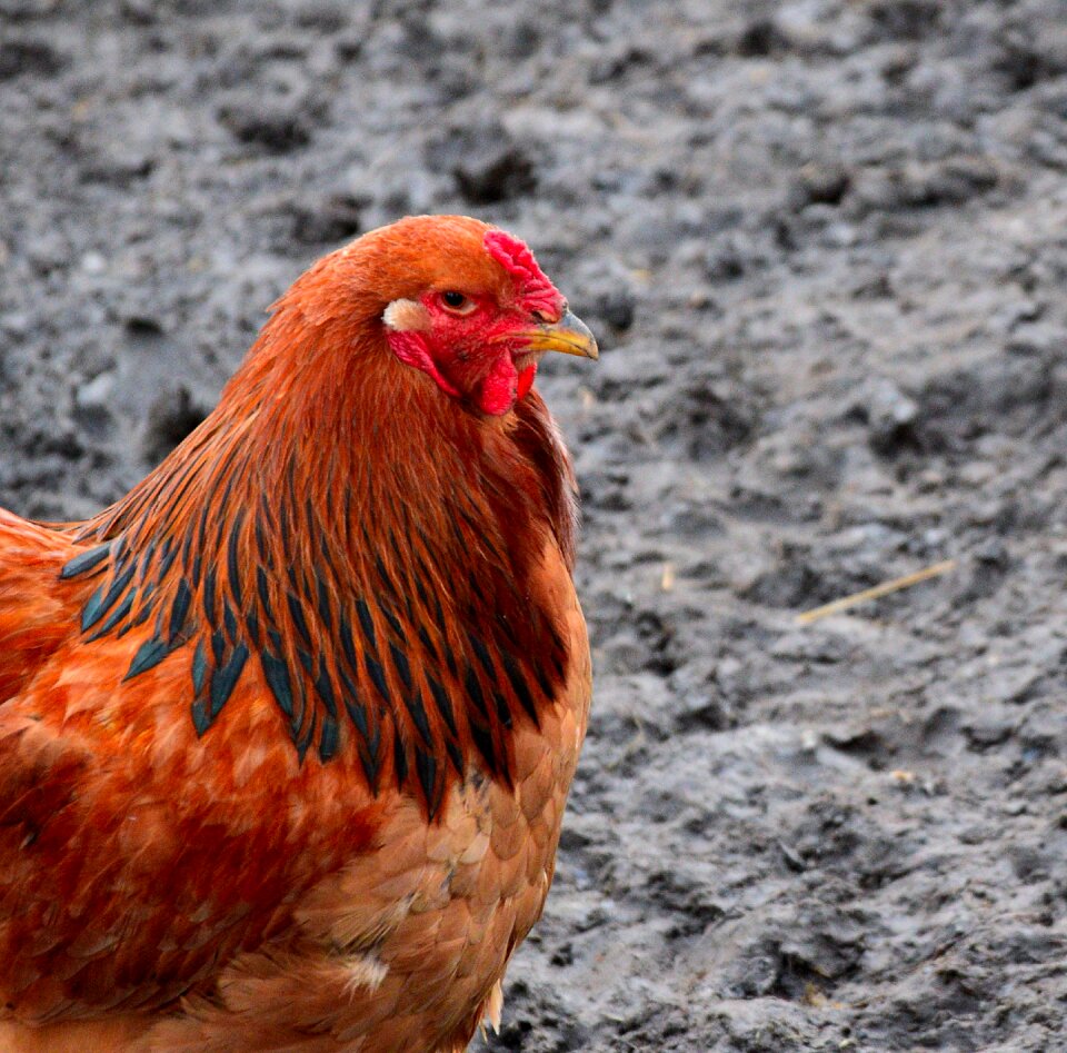Farm animal kingdom nature