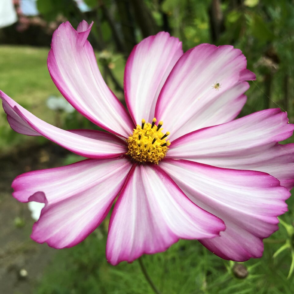 Purple flower nature floral