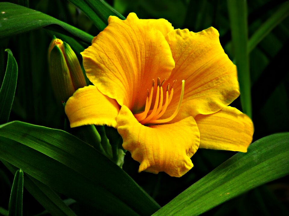 Nature spring garden