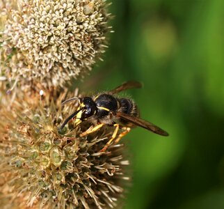Insect nature wasp