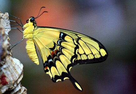 Close up insect butterflies photo