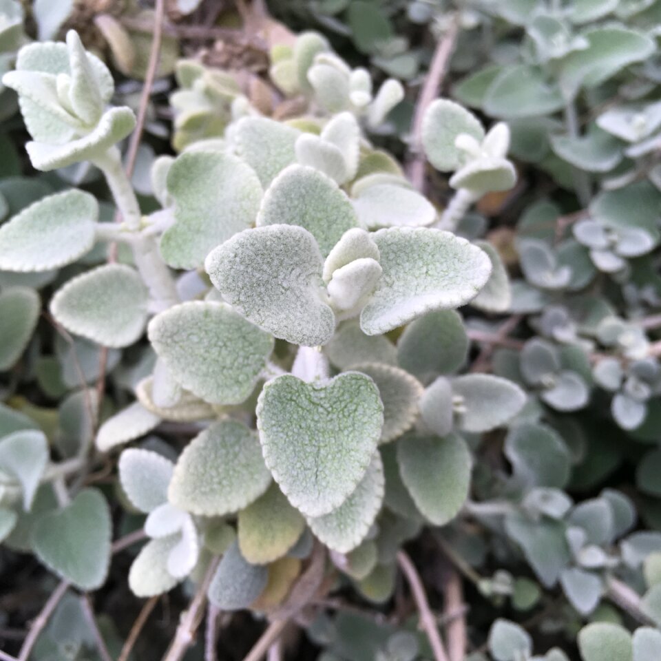Green nature leaf
