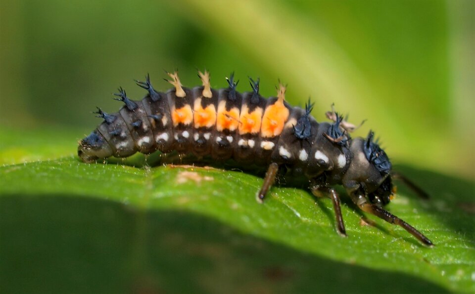Nature ladybird larvae