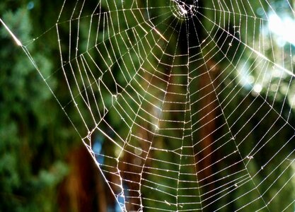 Spin insect web