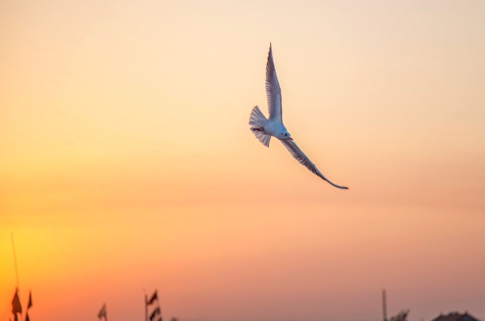 Seagull twilight sunset