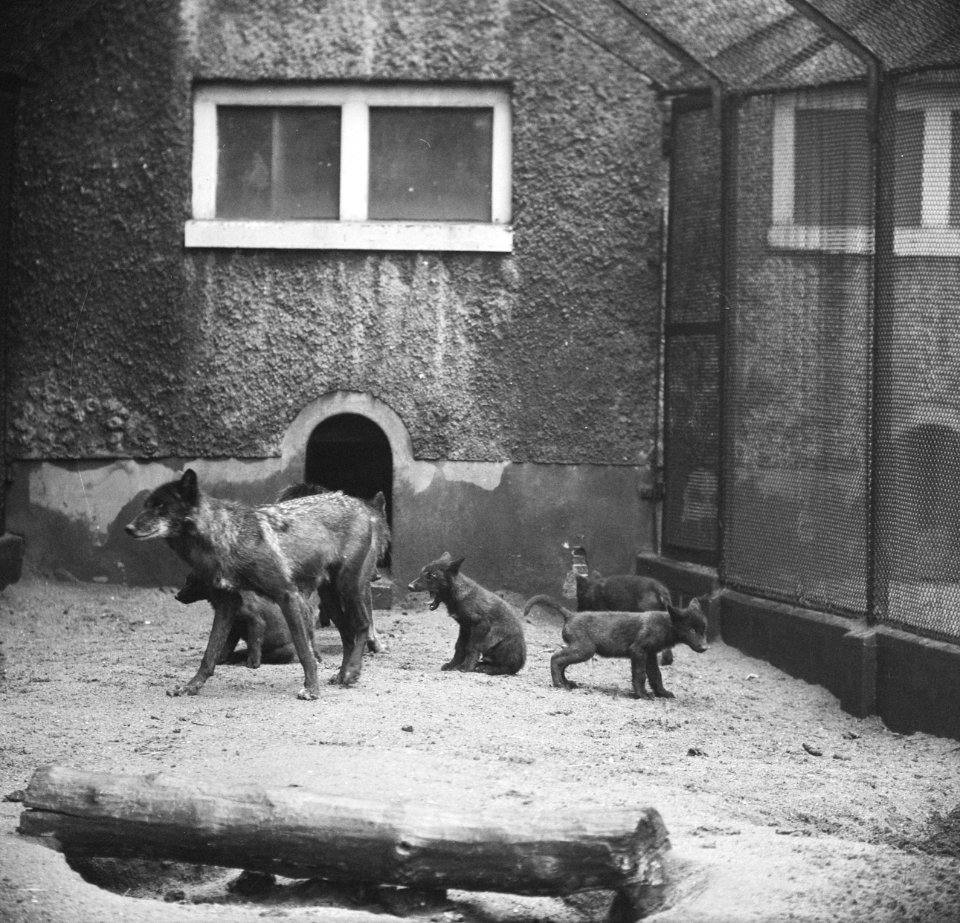 Zes zwarte pups in Artis geboren Moeder wolf met de zes kleintjes, Bestanddeelnr 915-2804