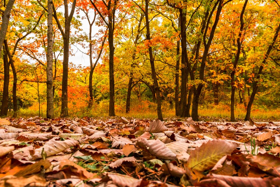 The leaves yellow all these years