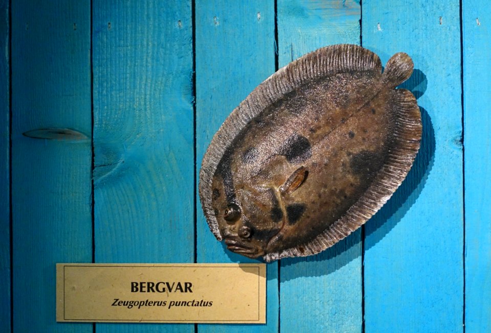 Zeugopterus punctatus - Swedish Museum of Natural History - Stockholm, Sweden - DSC00581