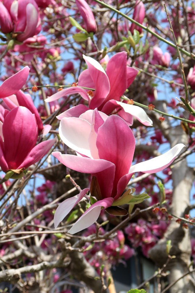 Magnolia branch spring photo