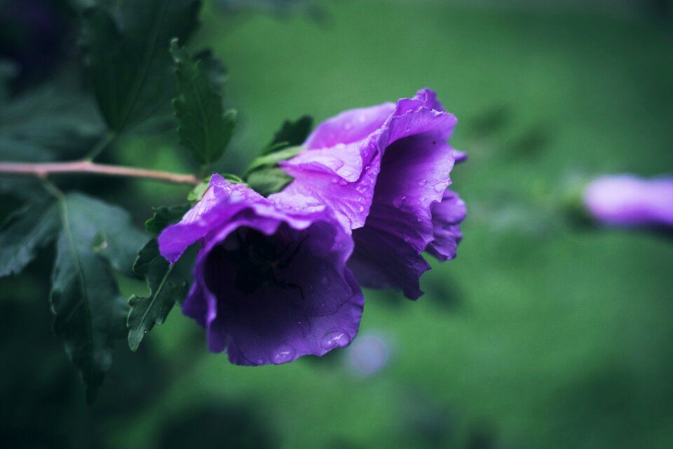 Macro purple raindrop photo