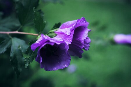 Macro purple raindrop