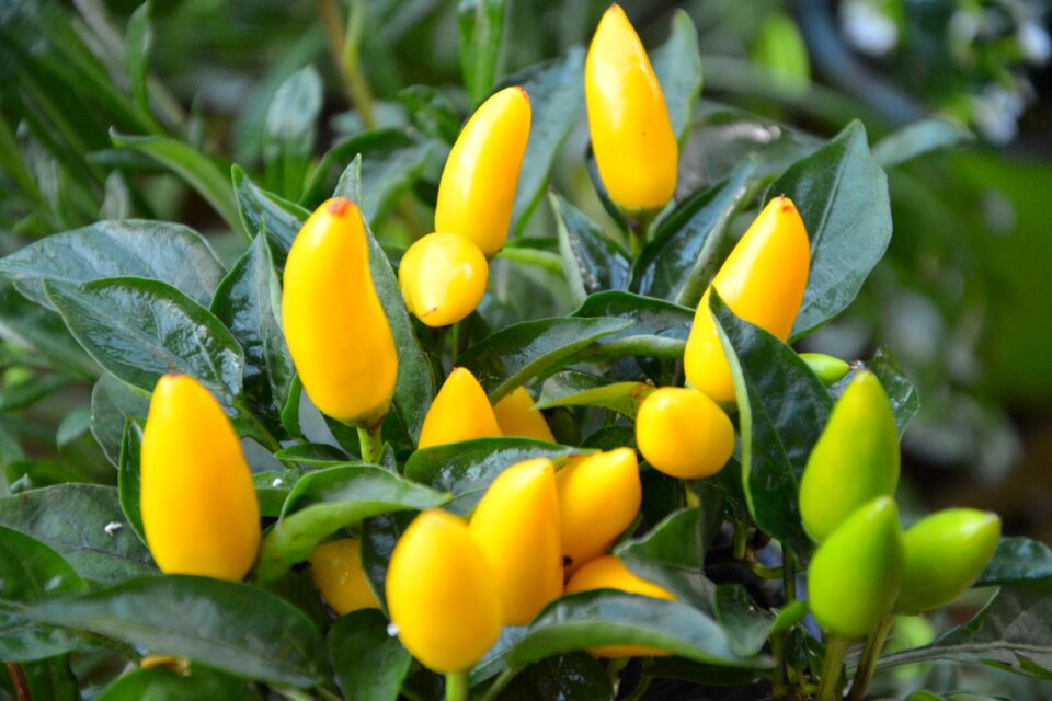 Yellow green leaves nature