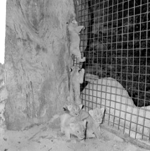 Zeven jonge leeuwen in Burgers Dierenpark te Arnhem, de jonge leeuwtjes, Bestanddeelnr 916-5999