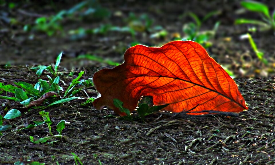 Autumn leaf colors nature