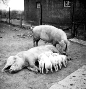 Zeug met biggetjes, Bestanddeelnr 254-3501