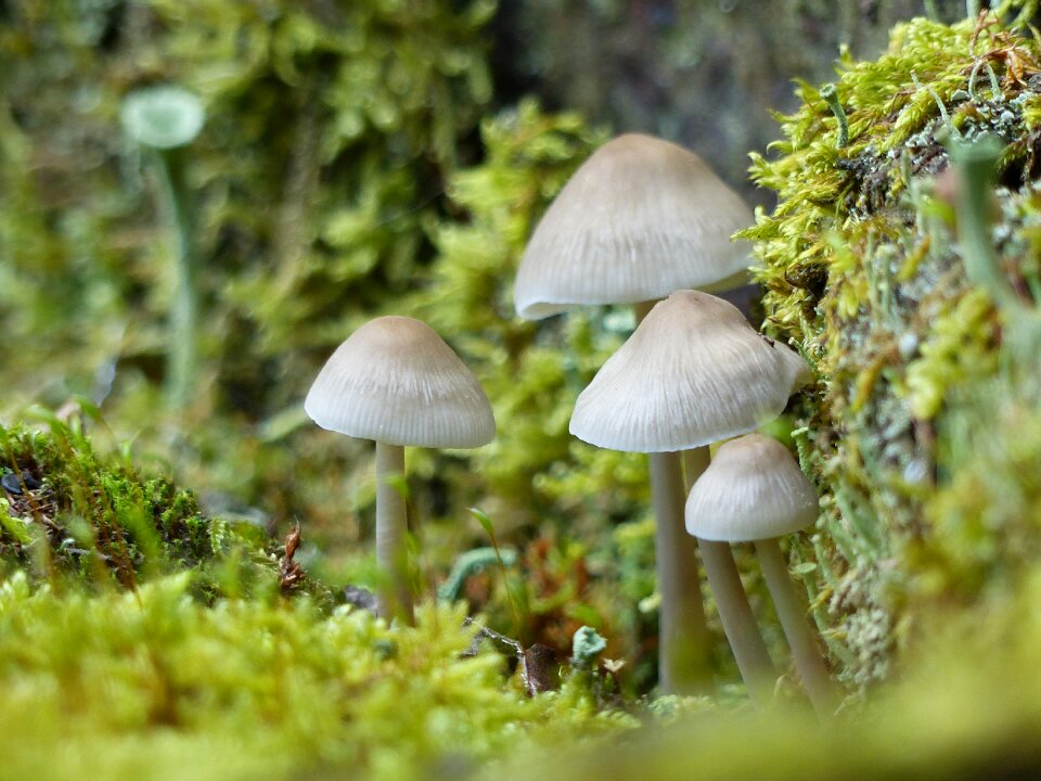 Autumn moss nature