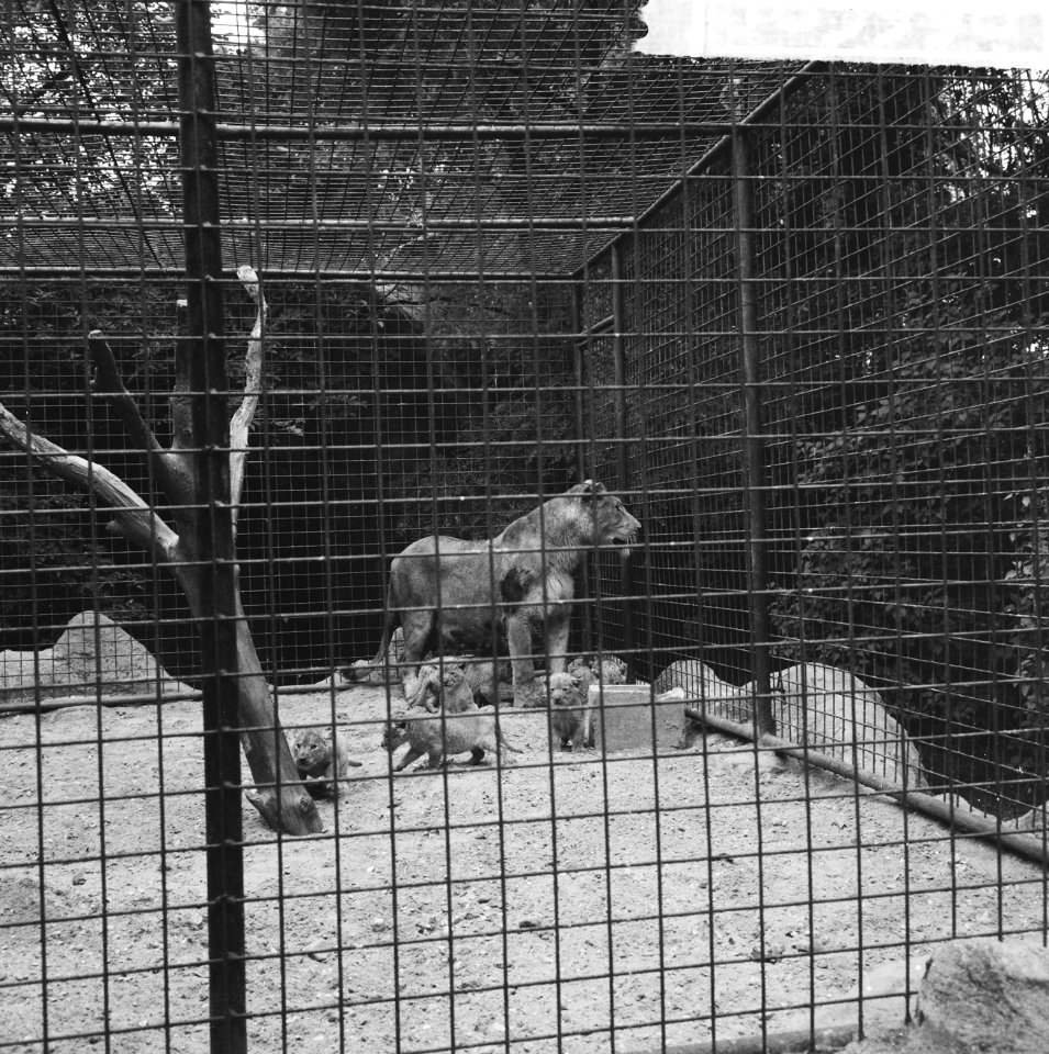 Zeven jonge leeuwen in Burgersdierenpark te Arnhem, hier bij moeder in de kooi, Bestanddeelnr 916-5998