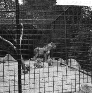 Zeven jonge leeuwen in Burgersdierenpark te Arnhem, hier bij moeder in de kooi, Bestanddeelnr 916-5998