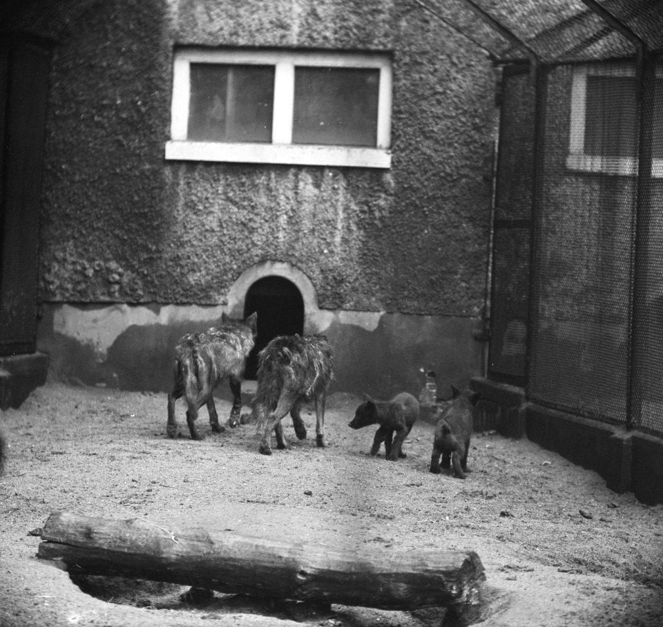 Zes zwarte pups in Artis geboren Moeder wolf met de zes kleintjes, Bestanddeelnr 915-2803