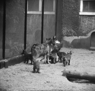 Zes zwarte pups in Artis geboren Moeder wolf met de zes kleintjes, Bestanddeelnr 915-2805