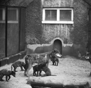 Zes zwarte pups in Artis geboren Moeder wolf met de zes kleintjes, Bestanddeelnr 915-2802 photo