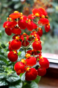 Zimmer-Pantoffelblume (Calceolaria herbeohybrida)