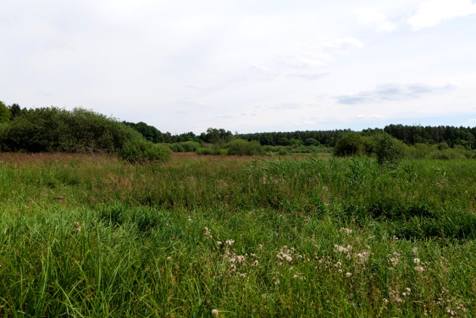 Zimmersee 2020-08-05 25