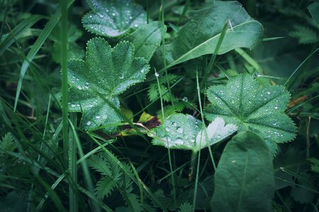 Morgentau green grass background