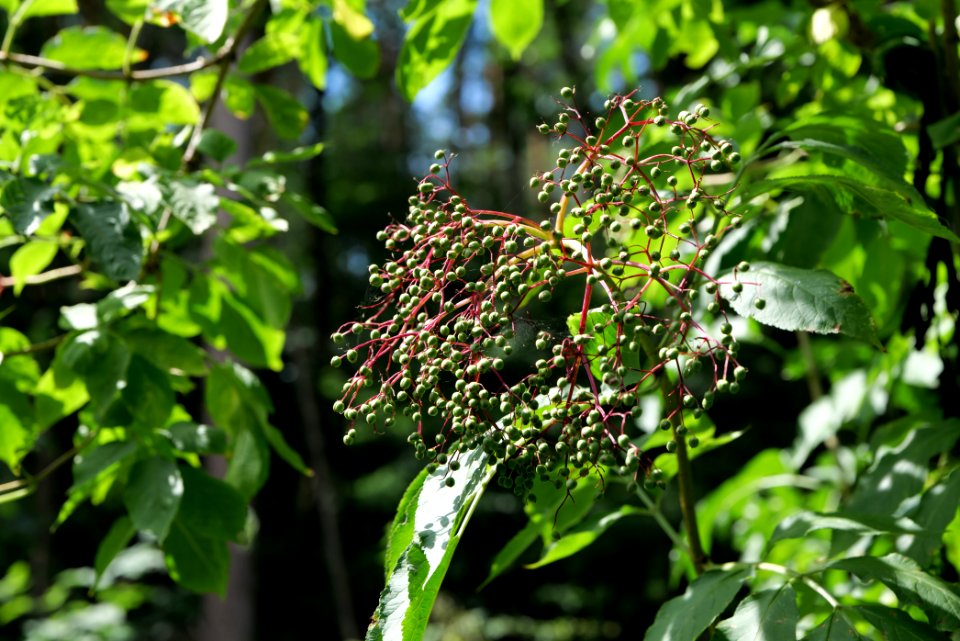 Zimmersee 2020-08-05 81