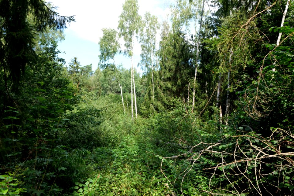 Zimmersee 2020-08-05 69