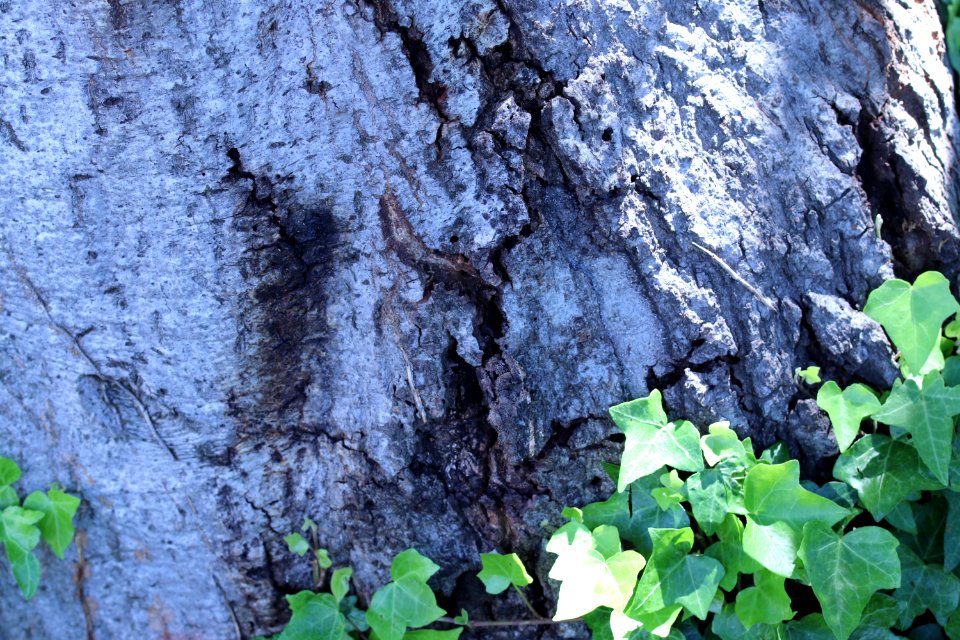 ZIMG 2673-Notholithocarpus densiflorus