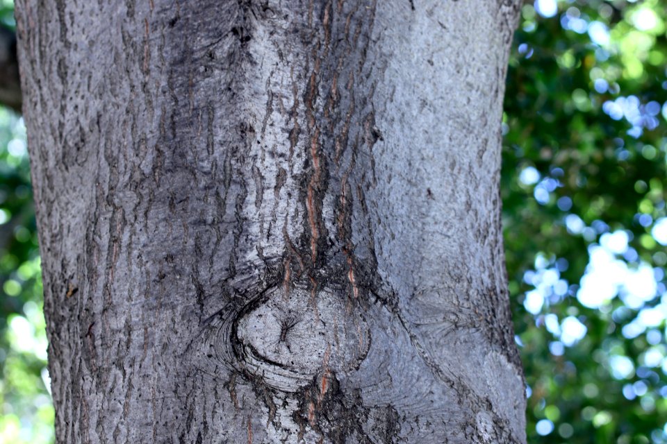 ZIMG 2662-Notholithocarpus densiflorus