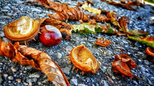 Asphalt september autumn leaves photo