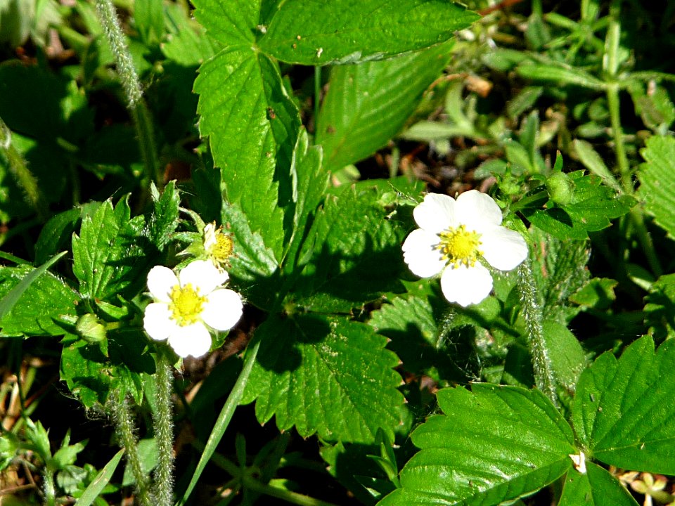 Zimt-Erdbeere Kohlbruck