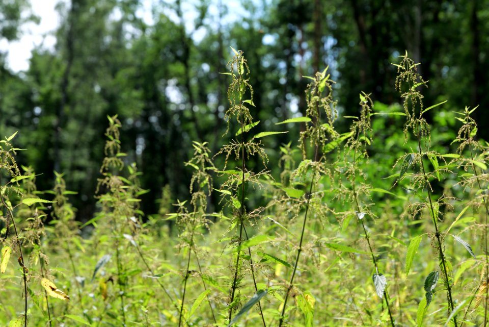 Zimmersee 2020-08-05 76