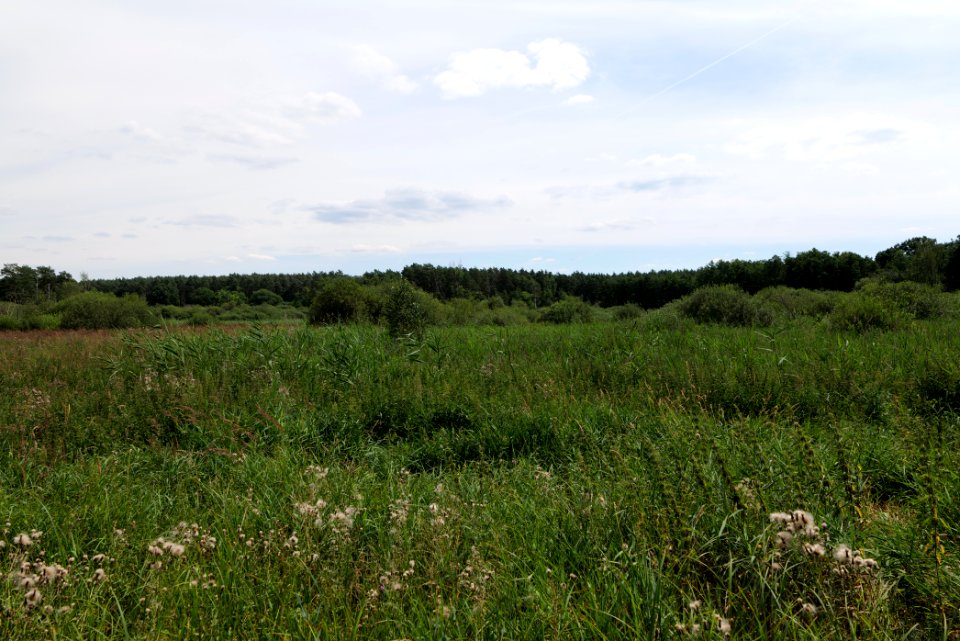 Zimmersee 2020-08-05 27