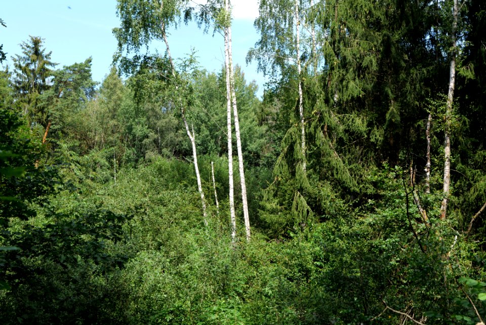 Zimmersee 2020-08-05 72
