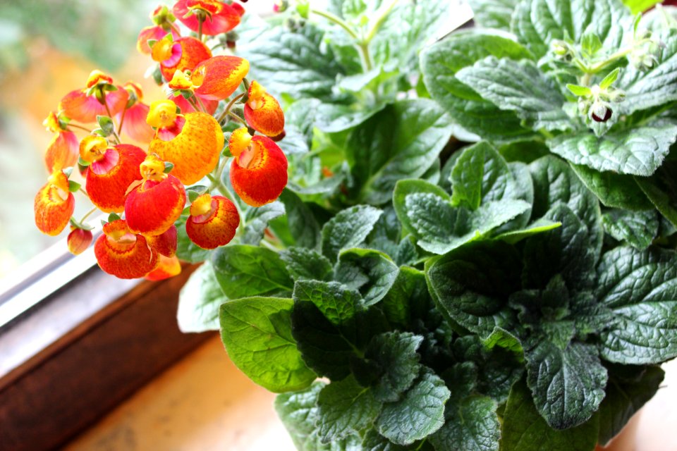 Zimmer-Pantoffelblume (Calceolaria herbeohybrida) (1)