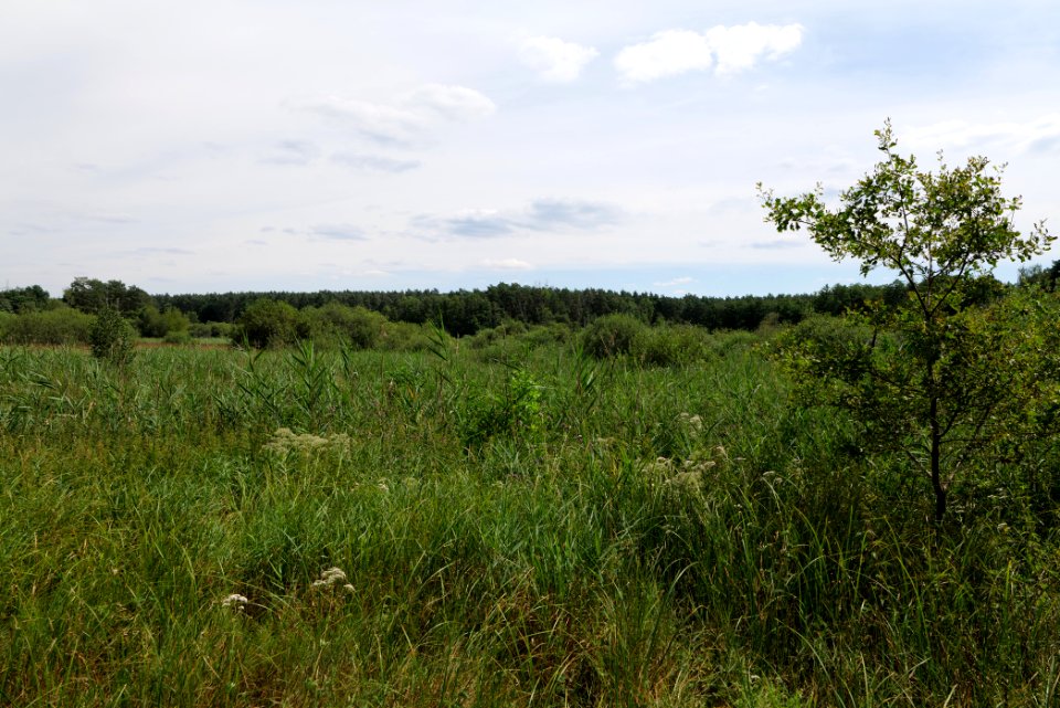 Zimmersee 2020-08-05 12