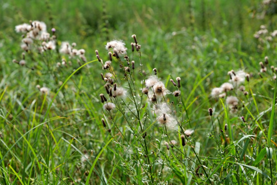 Zimmersee 2020-08-05 24