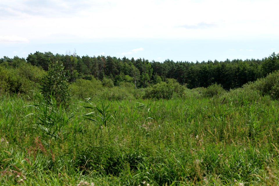 Zimmersee 2020-08-05 20