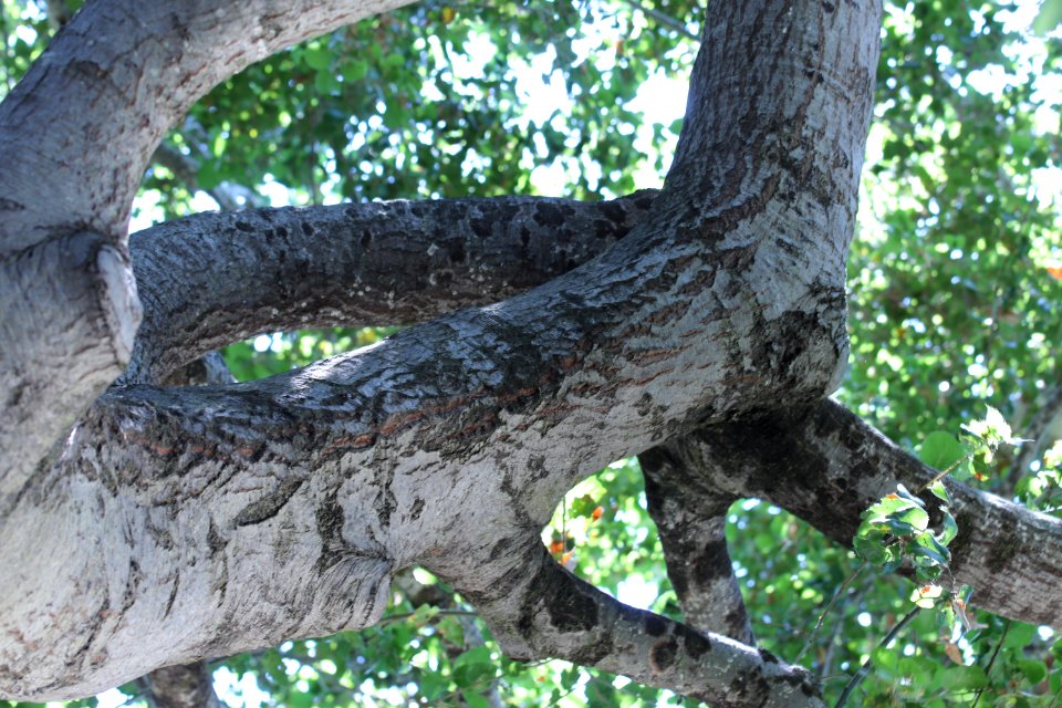 ZIMG 2629-Notholithocarpus densiflorus