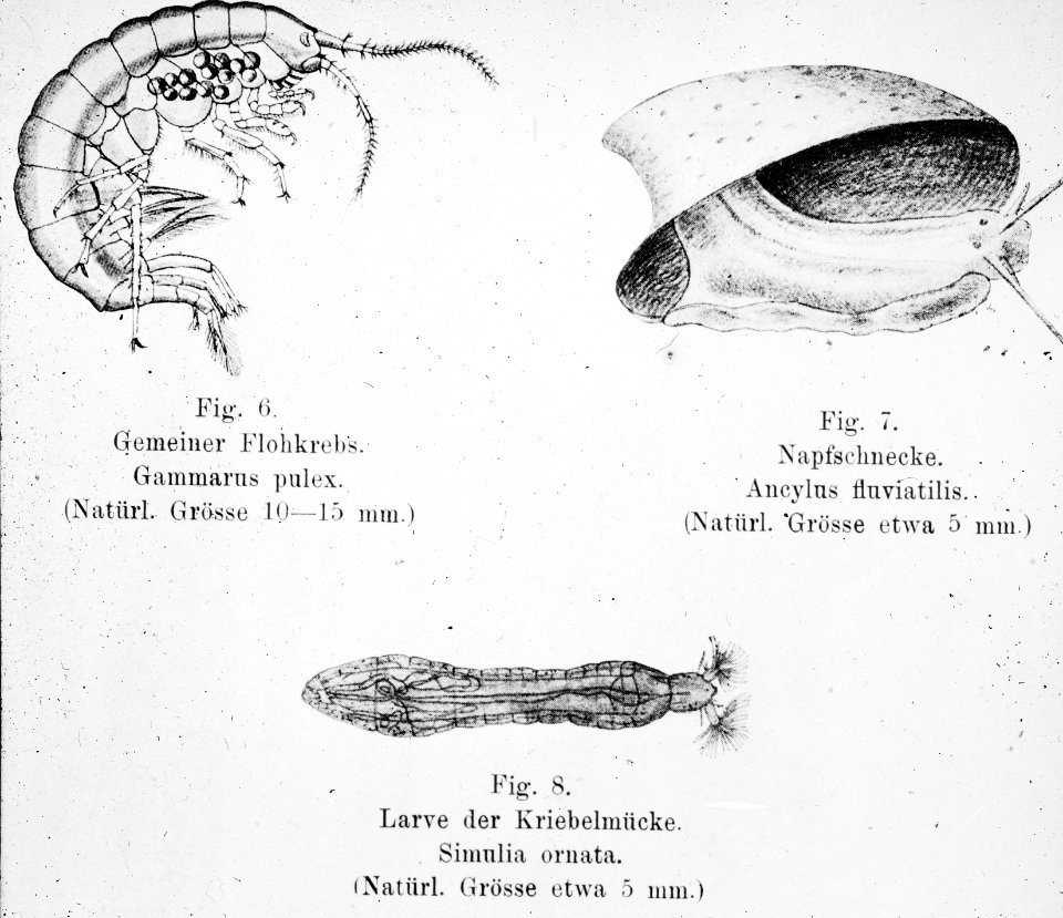 Zoetwatervisserij , gammarus, simulia, ancylus, Bestanddeelnr 194-1043
