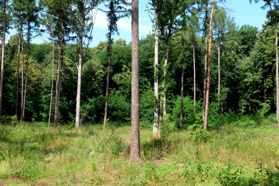 Zimmersee 2020-08-05 91