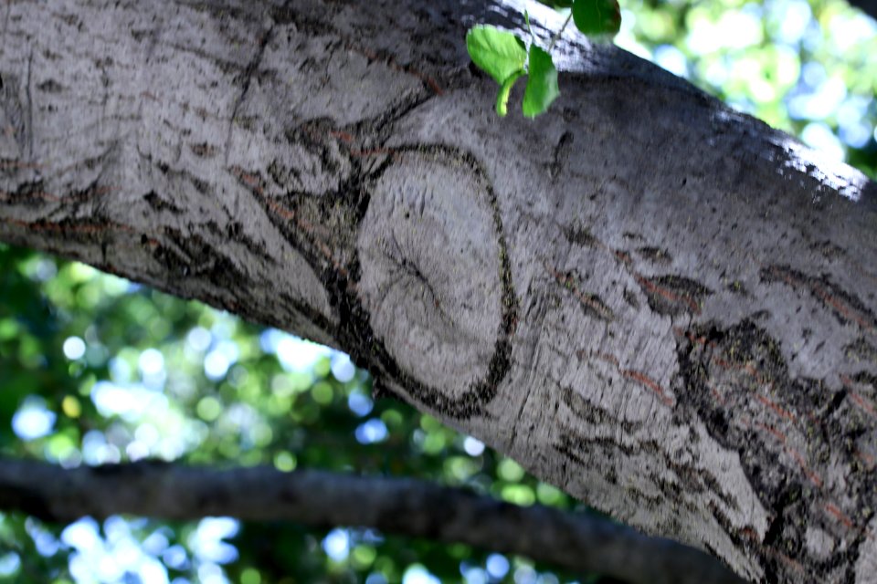 ZIMG 2628-Notholithocarpus densiflorus