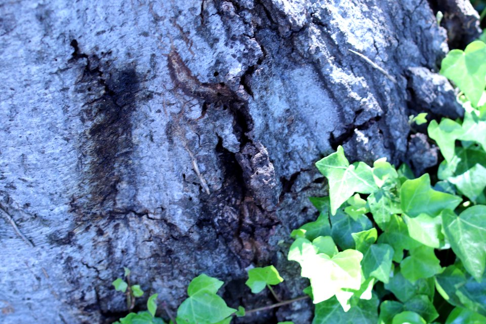 ZIMG 2668-Notholithocarpus densiflorus