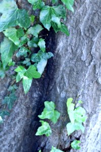 ZIMG 2663-Notholithocarpus densiflorus