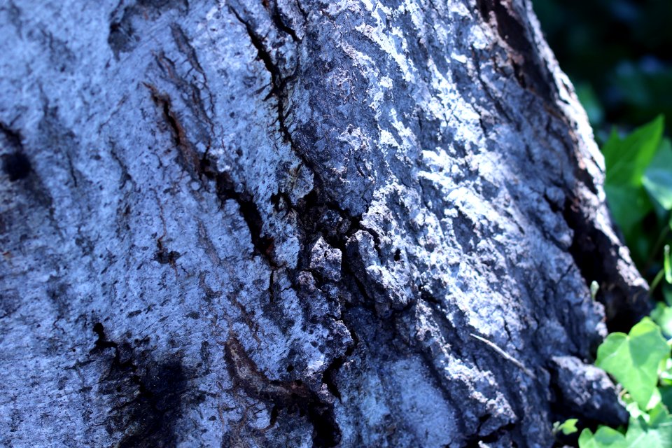 ZIMG 2669-Notholithocarpus densiflorus